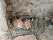 St-Etienne de Boulogne - Lapin